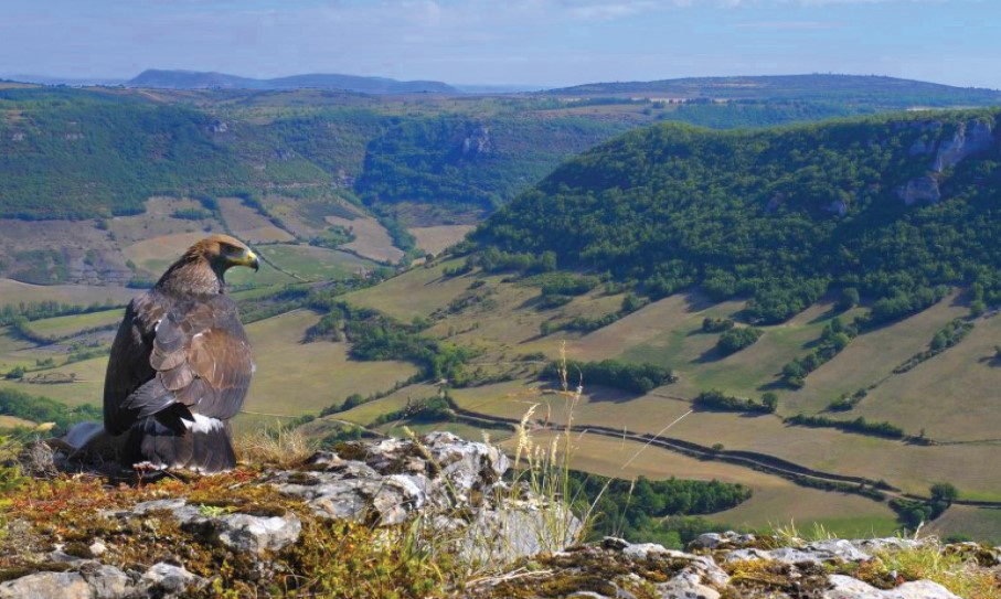 A la découverte de l'Aigle royal